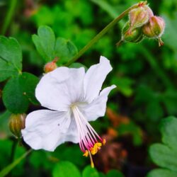 Geranium x cantabrigiense «St‘ Ola»  (Iglica)