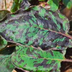 Hieracium maculatum «Leopard» (Runjika)