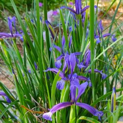 Iris sintenisii (Perunika)