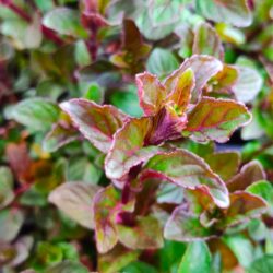 Mentha x piperita «Black Mitcham» (Metvica)