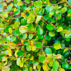 Muehlenbeckia complexa