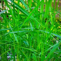 Phragmites australis (Trska)