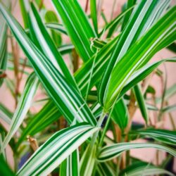 Pleioblastus simoni «Variegatus» (Patuljasti Bambus)