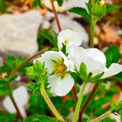 Potentilla crantzii (Petoprsta)