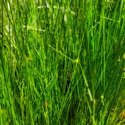 Scirpus holoshoenus (Šašina)