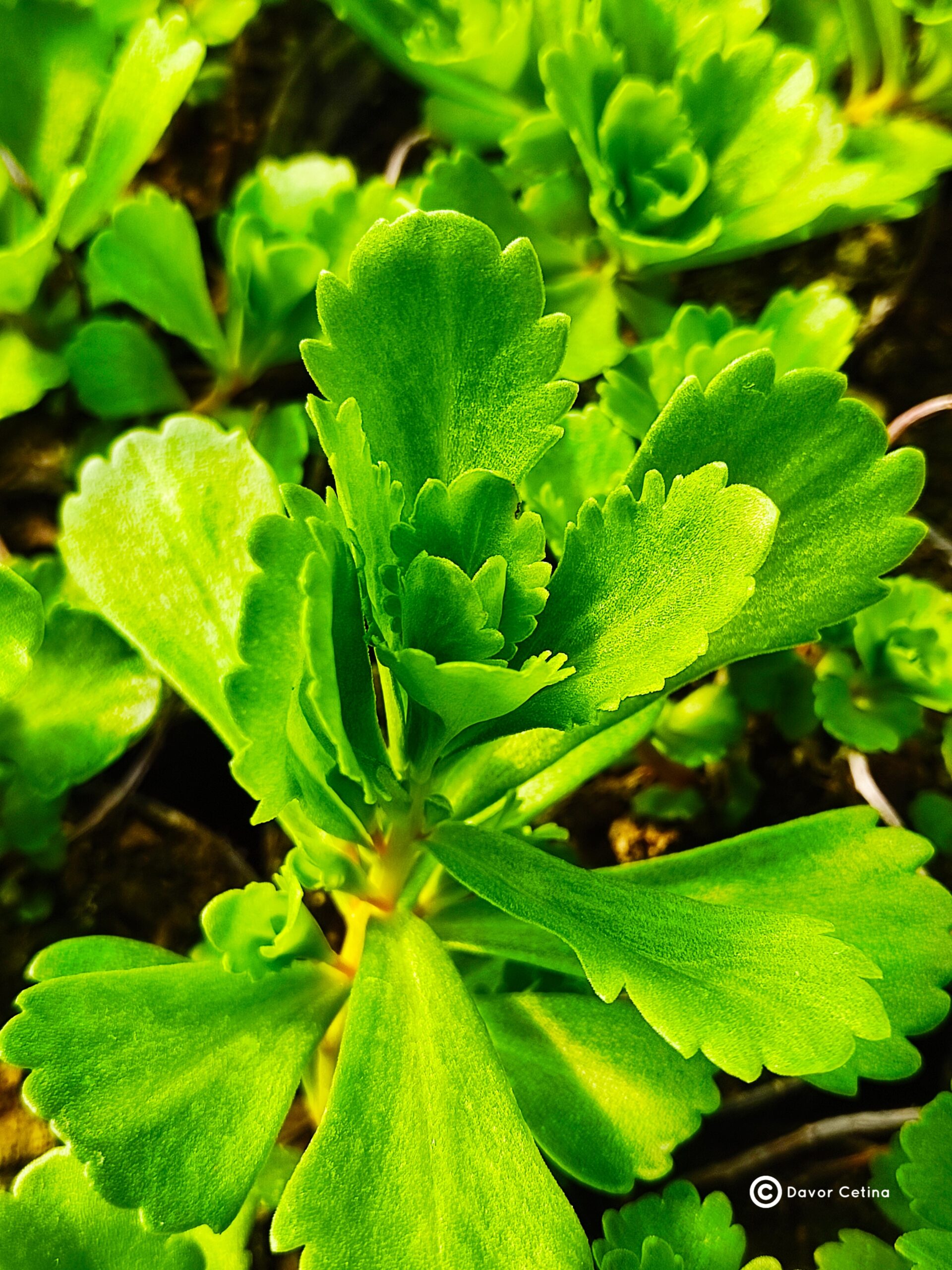 Sedum selskianum «Spirit» (Žednjak)