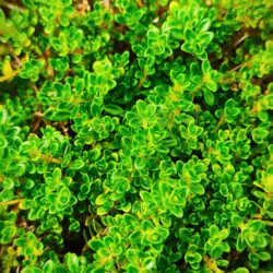 Thymus serphyllum «Minor» (Timijan)