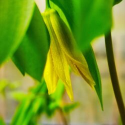 Uvularia perfoliata