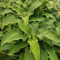 Phlomis hybr. «Edward Bowles» (Jeruzalemska kadulja)