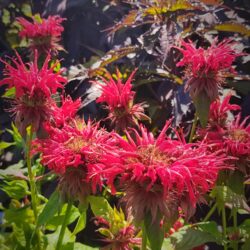 Monarda didyma «Red colors» (Indijanska kopriva)