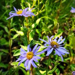 Aster amellus «Rudolph Goethe» (Brdski zvjezdan)