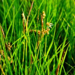 Carex alba  (Šaš)