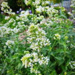 Centranthus ruber «Snowcloud»  (Ostrugica)