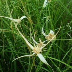 Dichromena colorata «Variegata»
