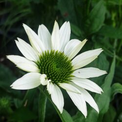 Echinacea purpurea «Baby swan White» (Pupavica)