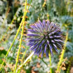 Echinops ritro (Sikavica)