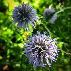 Echinops ruthenicus «Platinum blue» (Sikavica)