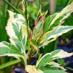 Eupatorium fortunei «Variegatum» (Konopljuša)