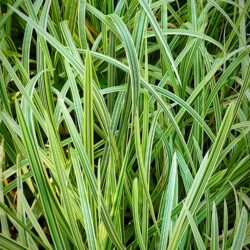 Glyceria maxima «Variegata» (Pirevina) (syn G. aquatica v.)