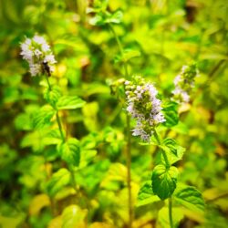 Mentha aquatica (Močvarna metvica)