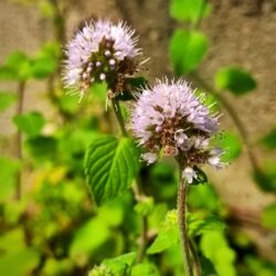 Mentha aquatica «Rubra» (Močvarna metvica)