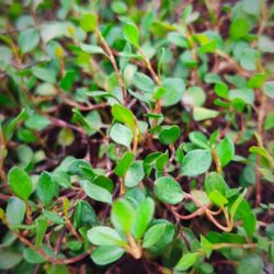 Muehlenbeckia complexa «Compacta»