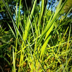 Phragmites australis «Variegatus» (Trska)