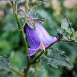 Symphyandra zanzegura