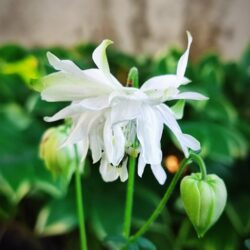 Aquilegia vulgaris «Lime sorbet» (Pakujac)