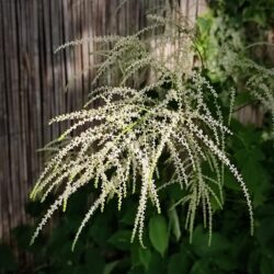 Aruncus sinensis (Suručka)