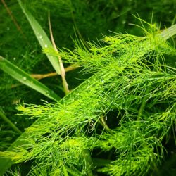 Asparagus officinalis «Mary Washington» (Vrtna šparoga)