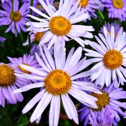 Aster alpinus  (Alpski zvjezdan)