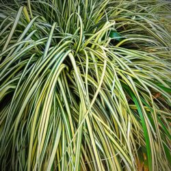 Carex oshimensis «Evergold» (C. .hachijoensis) (Šaš)