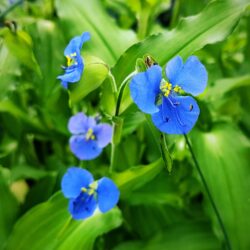 Commelina coelestis «Hopleys variegated»
