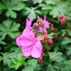 Geranium x cantabrigiense «Crystal rose» (Iglica)