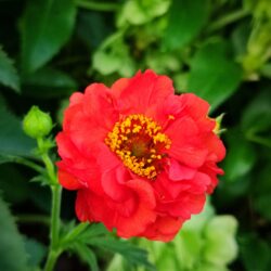 Geum chiloense «Mrs J. Bradshaw»  (Blaženak)