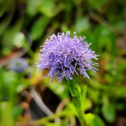 Globularia nudicaulis (Glavulja)