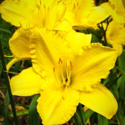 Hemerocallis «Saco»  (Graničica)