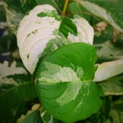 Persicaria virginiana «Variegata» (Dvornik)
