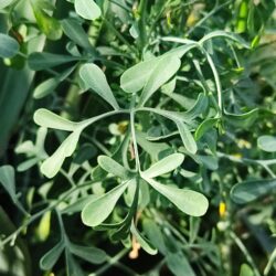 Ruta graveolens (Ruda)