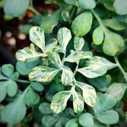 Ruta graveolens «Variegata»  (Ruda)