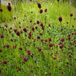 Sanguisorba officinalis «Tanna» (Krvara)