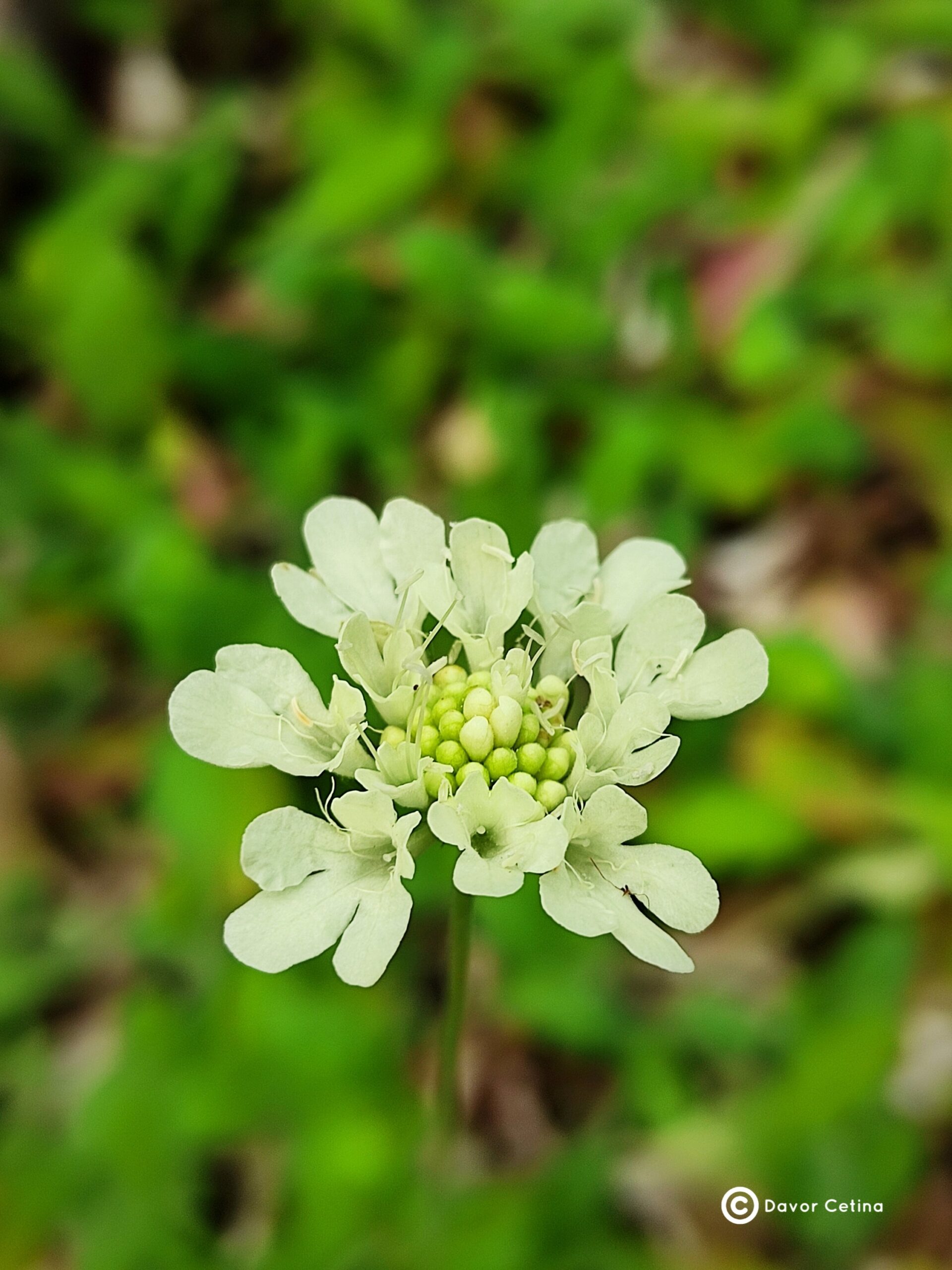 Scabiosa ochroleuca (Udovčica)