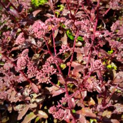 Sedum «Purple emperor» (telephium) (Visoki žednjak)