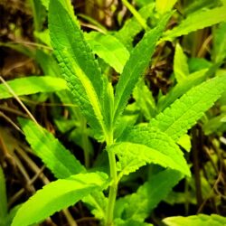Stachys palustris  (Močvarni čistac)