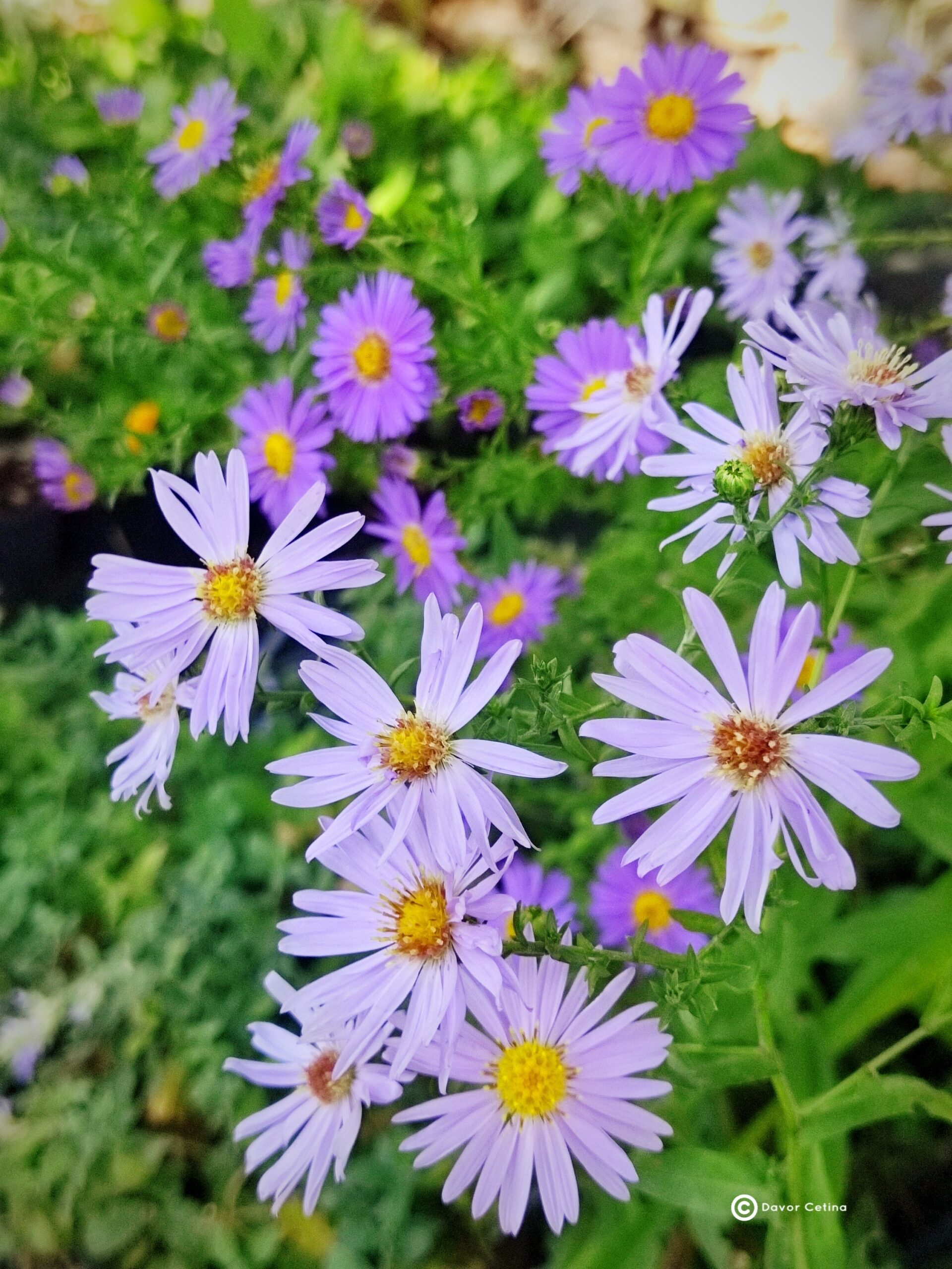 Aster dumosus Kalići's «Infinite skys» (Jastučasti zvjezdan) - Slika 3