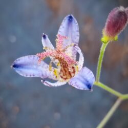 Tricyrtis hirta «Taipei silk»