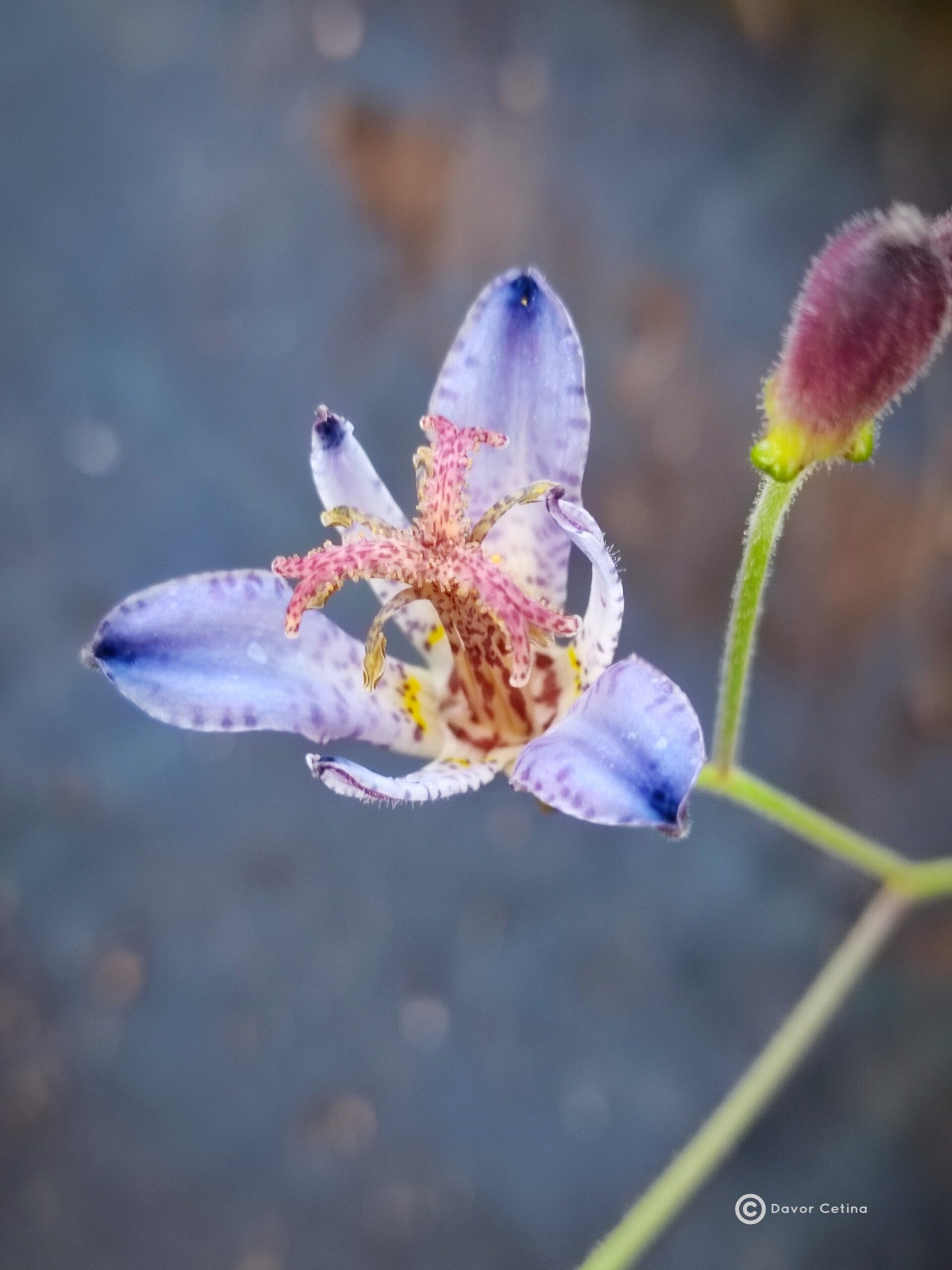 Tricyrtis hirta «Taipei silk»