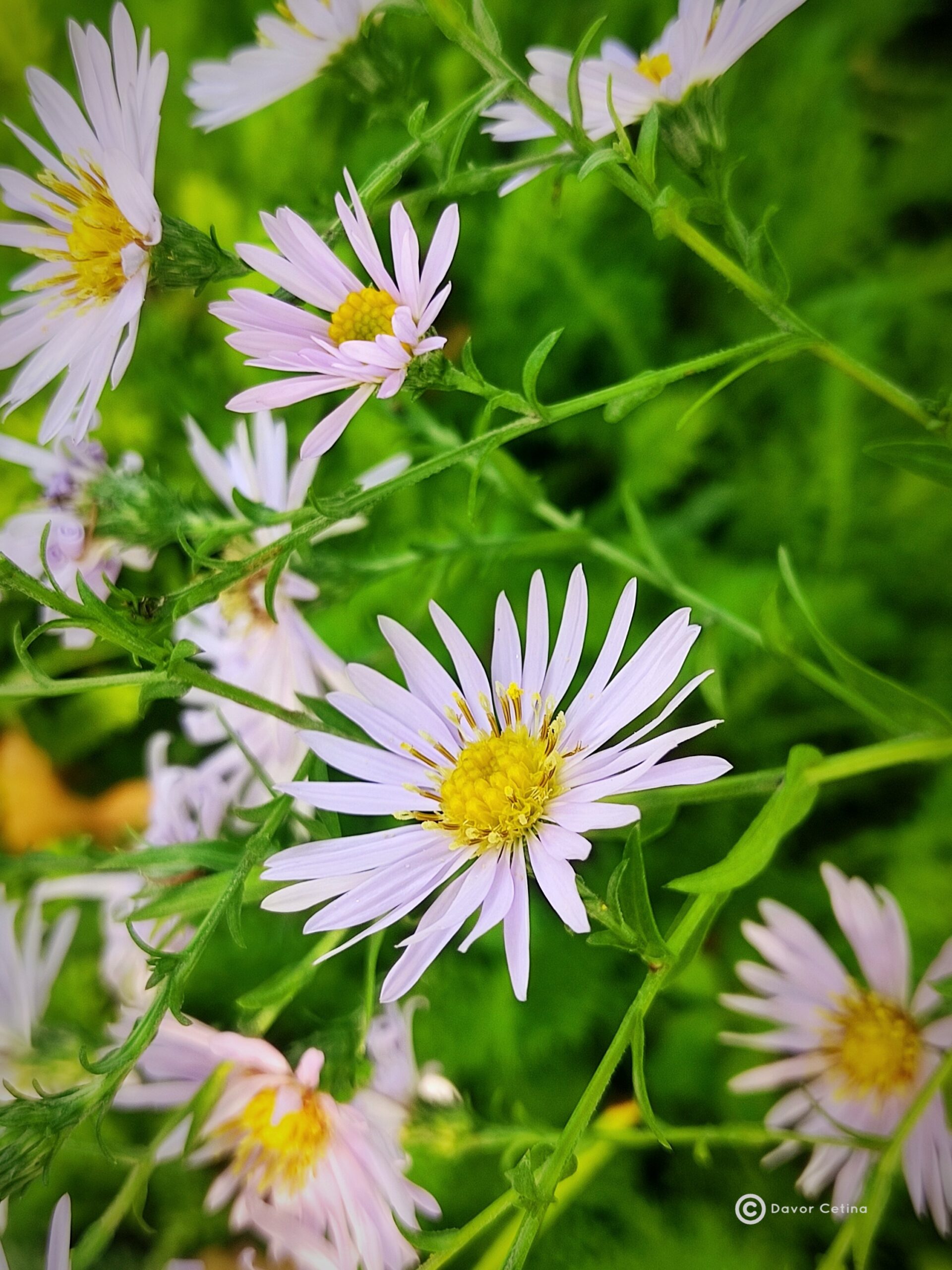 Aster dumosus Kalići's «Infinite skys» (Jastučasti zvjezdan)