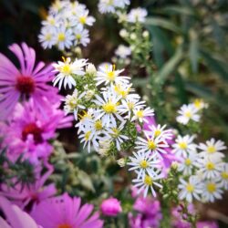 Aster ericoides «First snow» (Zvjezdan)